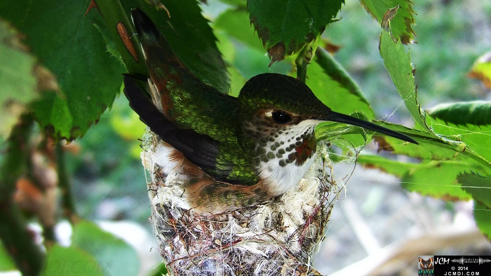 Allen's Hummingbird female in nest 
